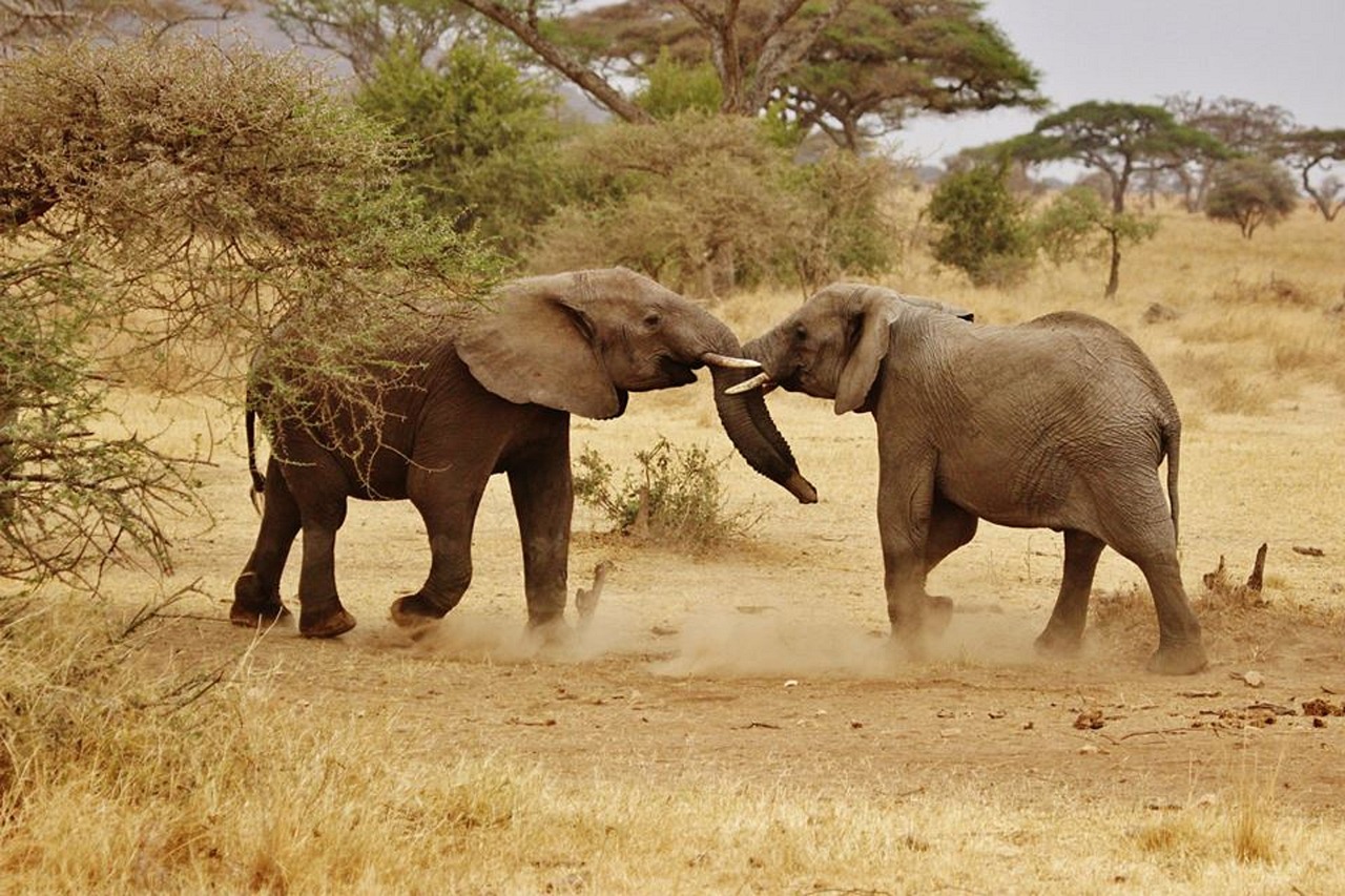 4 day cultural safari with authentic maasai village visit
